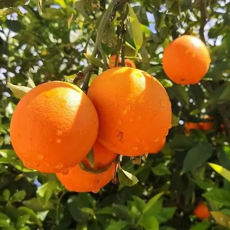 Apartament Sea View Luxury Victoria *