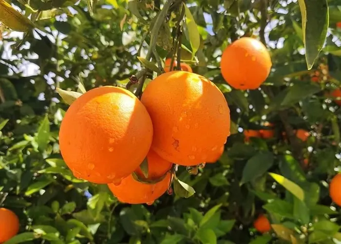 Apartment Sea View Luxury Victoria *